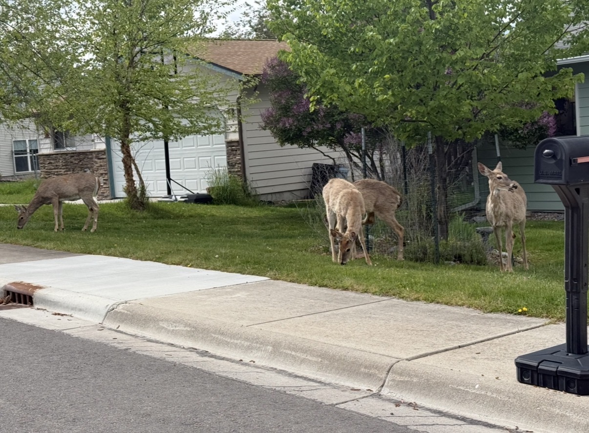 Three deer grazing a residential front lawn in South Hills Missoula